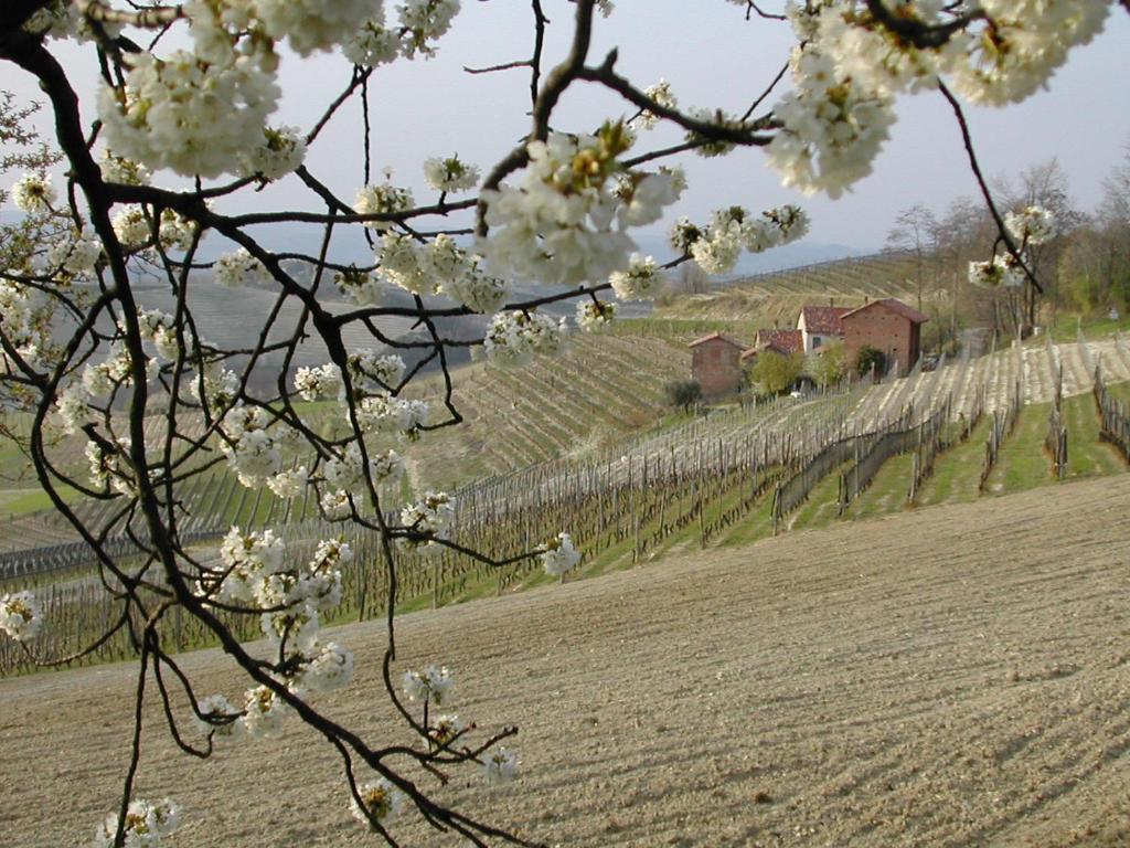 Cascina Il Ginepro Pensionat Sinio Eksteriør billede